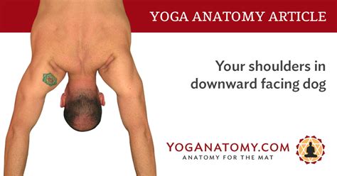 Above all, downward dog is a tremendous stretch for both the hamstrings and you're likely to do this pose in the next vinyasa class you do—and multiple times—as it's used throughout. Your shoulders in downward facing dog... What to do with them?