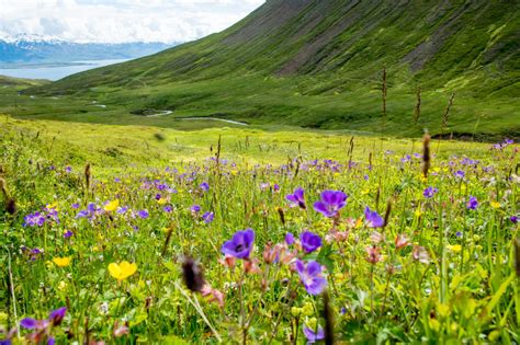Beautiful Mountain Range And Landscape Near Dalvik In Iceland Stock