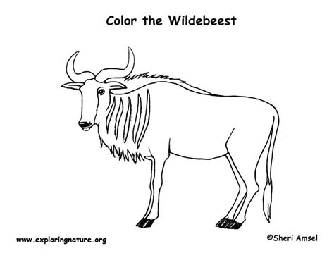 You can download and print out the coloring pages for kids wildebeest from our website. Wildebeest Coloring Page