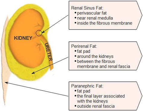 Perirenal Fat A Unique Fat Pad And Potential Target For Cardiovascular