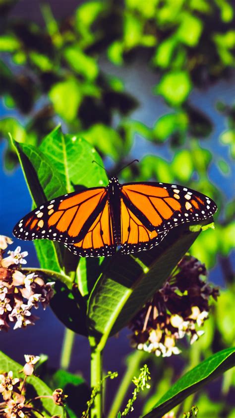 48 Wallpaper Monarch Butterfly Images Pics Bondi Bathers