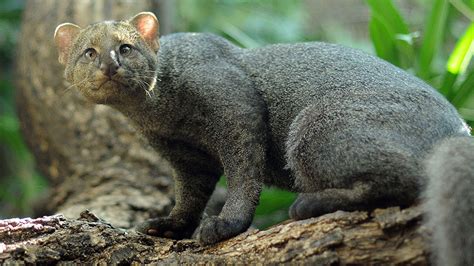 21 Rare Wild Cat Species You Probably Didnt Know Exist