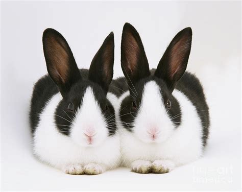 Baby Black And White Dutch Rabbits Photograph By Jane Burton Pixels