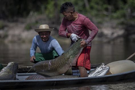 Pesca De Pirarucu No Amazonas Mostram Otimismo