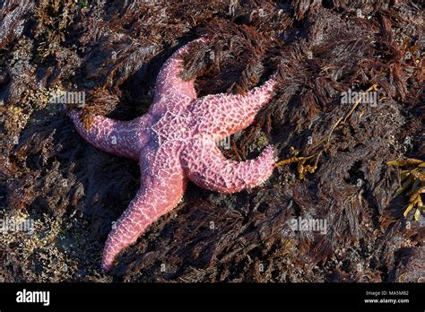 Purple Sea Star Ochre Sea Star Pisaster Ochraceus Drumbeg