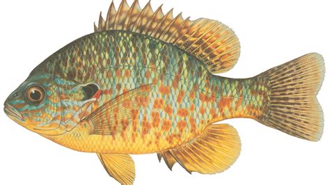 New Book Explores The Lore And Beauty Of Minnesota Fish Mpr News