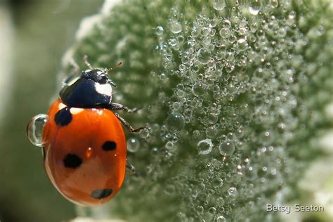 Ladybug And Bubbles By Betsy Seeton Redbubble