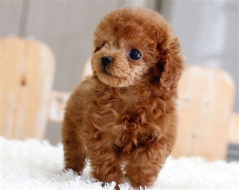 347 Cute And Funny Poodle Names Animal Hype