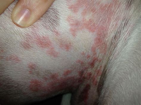 Bumps Heat Rash On Dogs Belly What Should I Do About A Rash On My