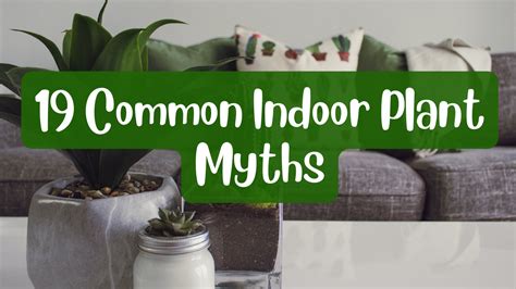 19 Common Indoor Plants Myths And Facts