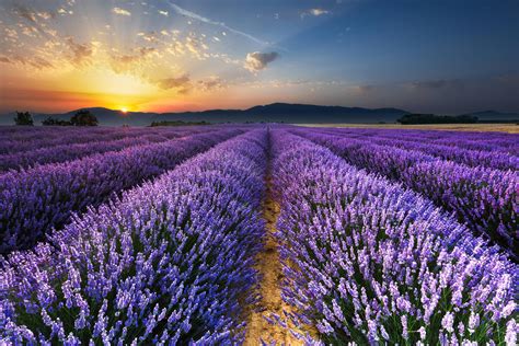Sunset Lavender Field Wallpapers Top Free Sunset Lavender Field