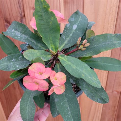 Crown Of Thorns Plant Images