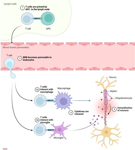 Frontiers Autoreactive Lymphocytes In Multiple Sclerosis Off