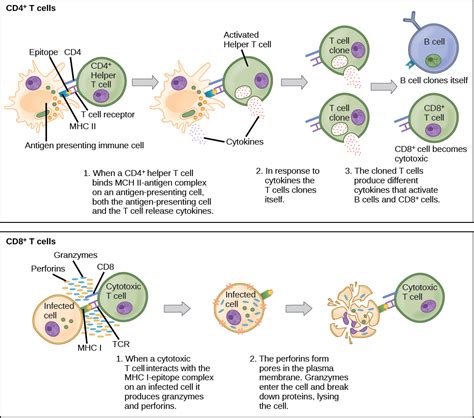 T And B Lymphocytes Biology For Majors Ii