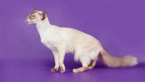 Balinese Cat Breed Information And Facts Pictures Pets Feed