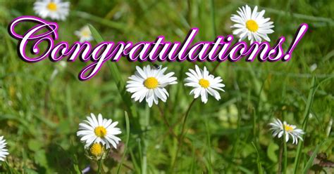 Congratulations Images Daisy Flowers Nature Greetings Congratulations