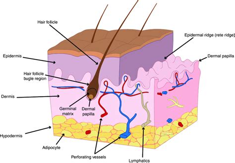 Anatomy Of Human Skin The Most Superficial Layer Of The Skin Is The Download Scientific