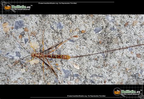 Giant Ichneumon Wasp Long Tailed