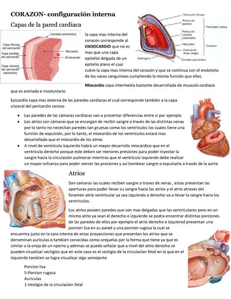 Partes Del Corazon Corazon Configuración Interna Capas De La Pared