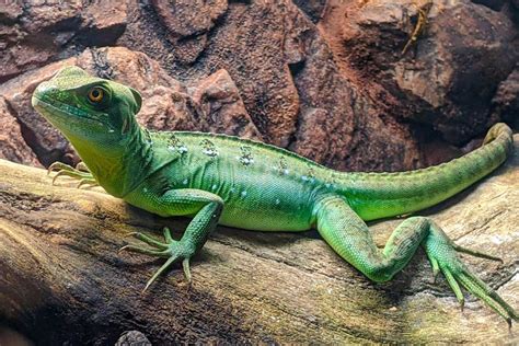 The Basilisk Lizard Natures Miracle Worker