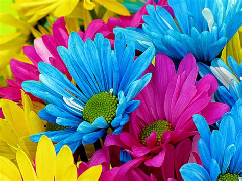 Free Images Nature Petal Bloom Colorful Flora Flowers Petals