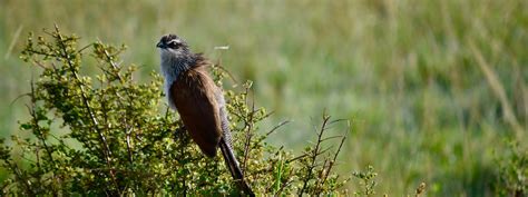 9 Days Ornithological Safari In Kenya Bird Watching Tour In Kenya