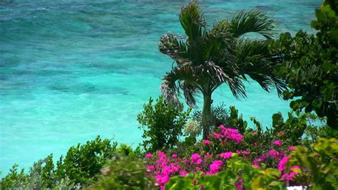 A Palm Tree And Flowers By The Clear Blue Waters Of The