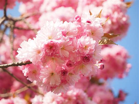 Free Images Tree Branch Fruit Flower Petal Bloom Food Spring