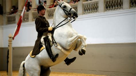 Legendary White Stallions The World Famous Lipizzaner Stallions