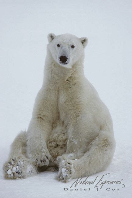 Pin On Animals Polar Bears