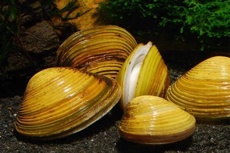 Freshwater Clams Care Shrimp And Snail Breeder