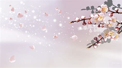 D Animation Of Cherry Flowers Blomming K Filtergrade Lupon Gov Ph