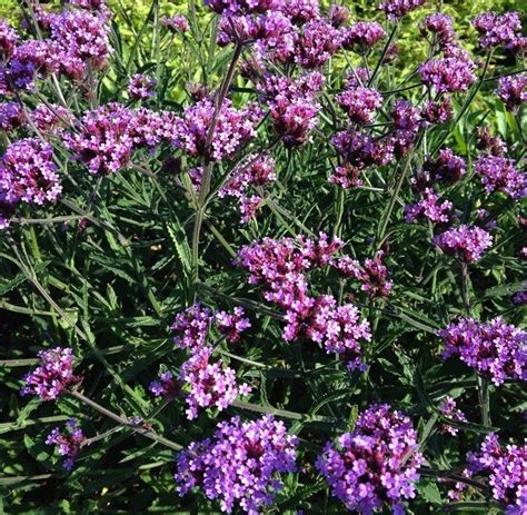 Maybe you would like to learn more about one of these? Verbena bon. 'Lollipop' | Erica Garden