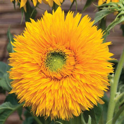Double Sunking Sunflower Seeds Park Seed