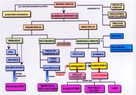 Mapa Conceptual Del Sistema Inmune Brainly Lat