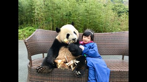 Giant Panda Hug Experience In Sichuan China Youtube
