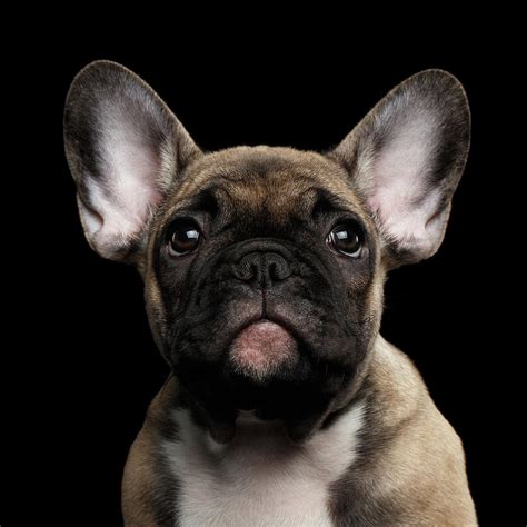 57 Cute French Bulldog Pics Picture Bleumoonproductions
