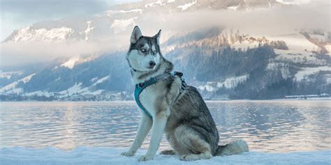 Note that other factors, such as your husky dog's current health condition and especially activity levels will. Find The Best Dog Food For Huskies & Husky Puppies