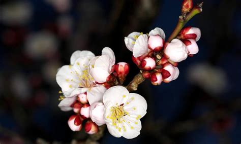 Plum Blossom Vs Cherry Blossom Is There A Difference Wiki Point