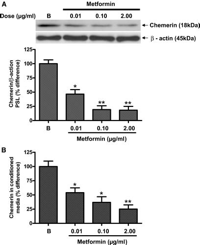 A Dose Dependent Effects Of Metformin 001 01 And 200 μgml In