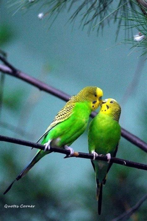 Kissing Parakeets Budgies Parakeet Pet Birds