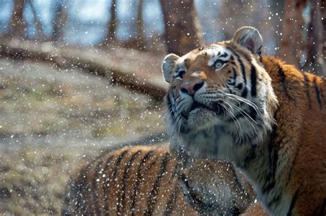 Amur Tigers Enjoy The Water They Swim And Splash In Bodies Of Water