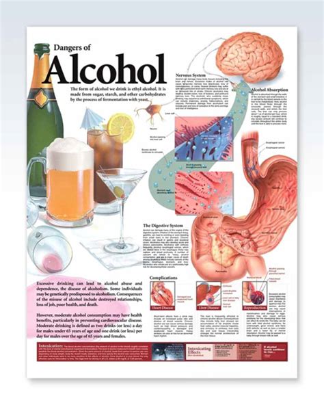 Dangers Of Alcohol Human Anatomy Poster Clinicalposters