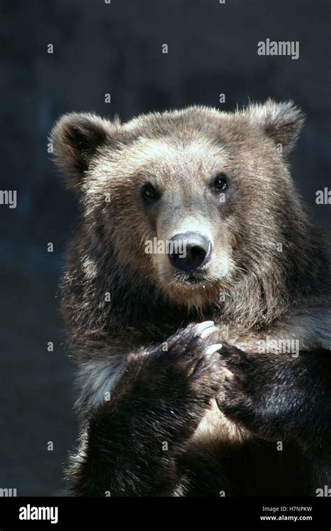 Grizzly Bear Ursus Arctos Horribilis Resting On Rocks Native To