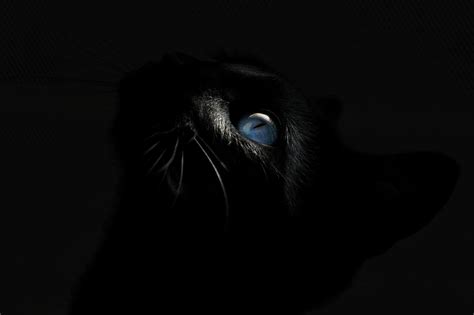 Black Cat Blue Eyes Wallpapers Top Free Black Cat Blue Eyes