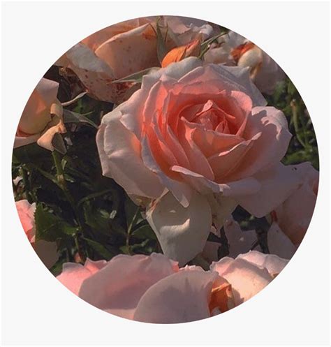 Aesthetic Pfp Rose Fotodtp