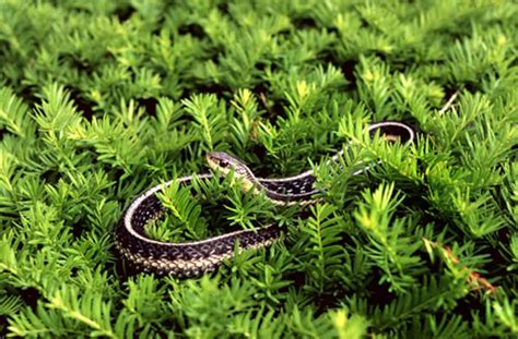 Snakes Of Massachusetts