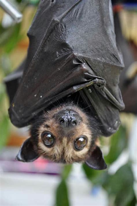 Tolga Bat Hospital Spectacled Flying Fox Baby Fox Bat Cute Bat