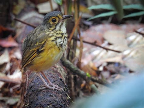 Spotted Antpitta Project Noah