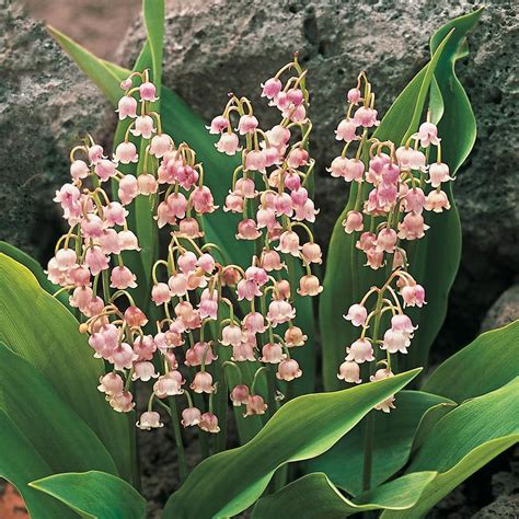 Spring Hill Nurseries Pink Lily Of The Valley Convallaris Live